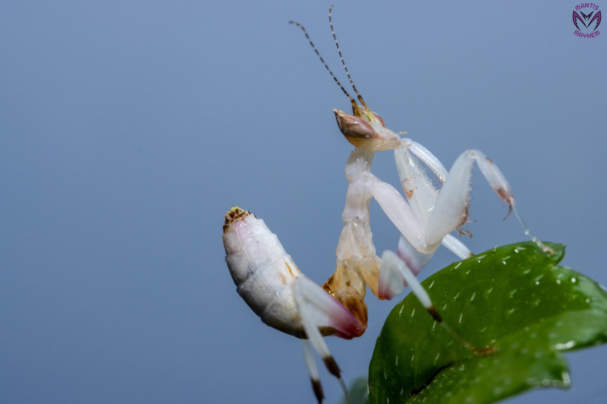 Close-up of a vibrant Orchid Mantis (Hymenopus coronatus) for sale in the UK – exotic flower-like praying mantis species from Southeast Asia, perfect for insect keepers and collectors. Available from trusted UK mantis shop.