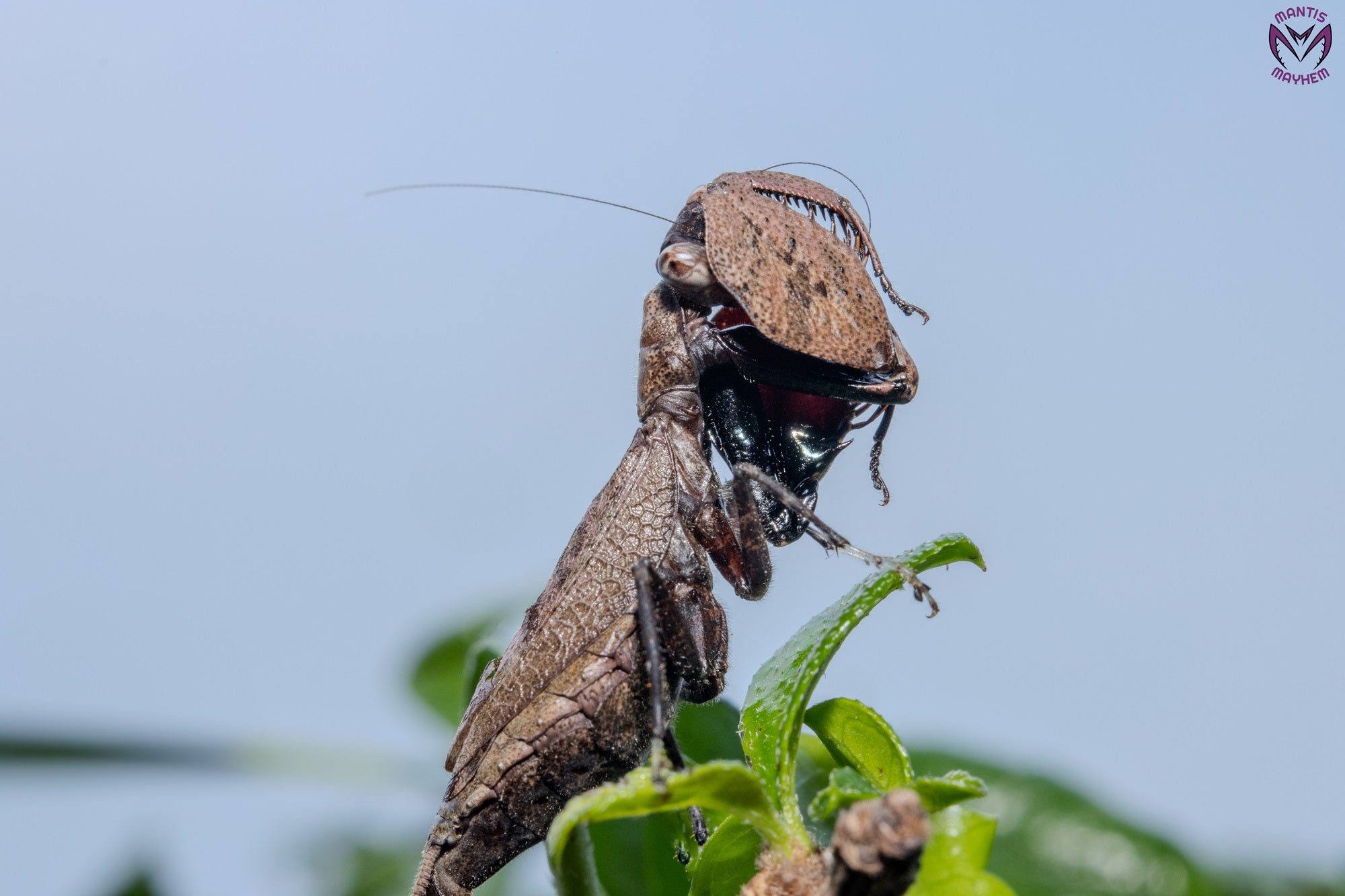 Astyliasula major - Boxer mantis