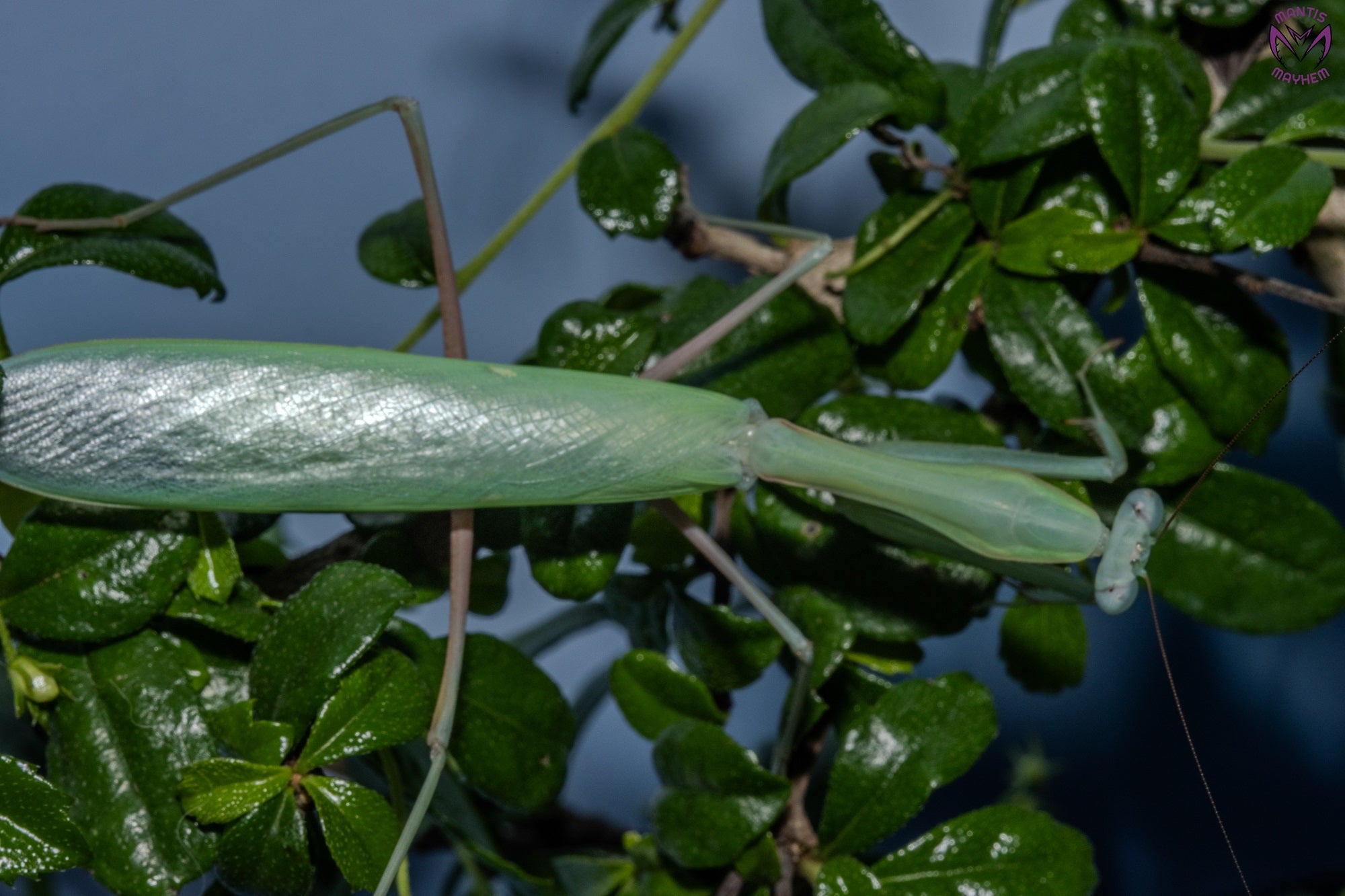 Hierodula membranacea - Giant Asian