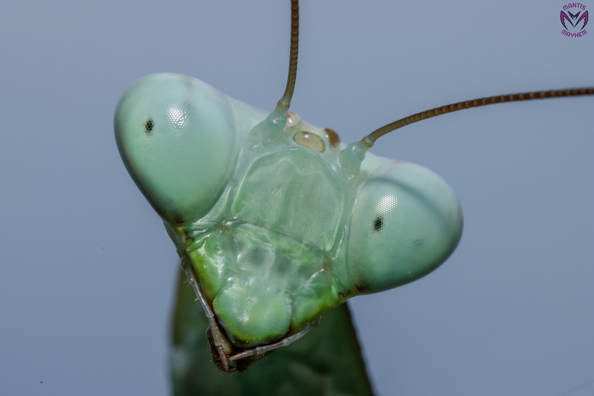Hierodula membranacea - Giant Asian