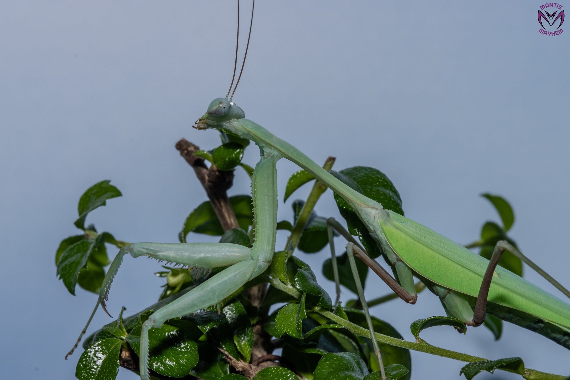 Hierodula membranacea - Giant Asian