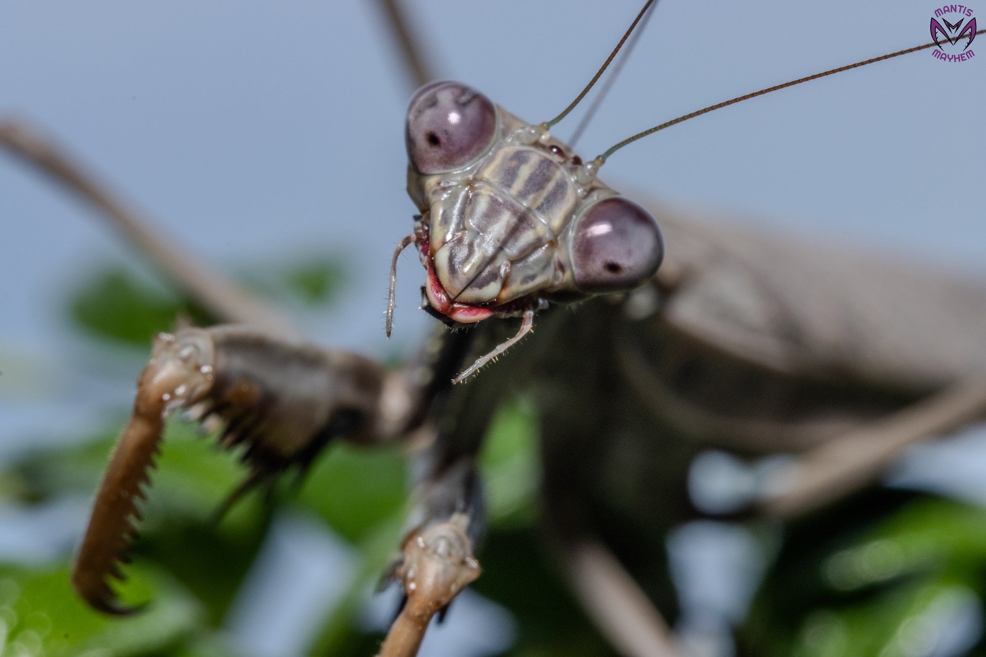 Polyspilota aeruginosa - Madagascan marbled mantis