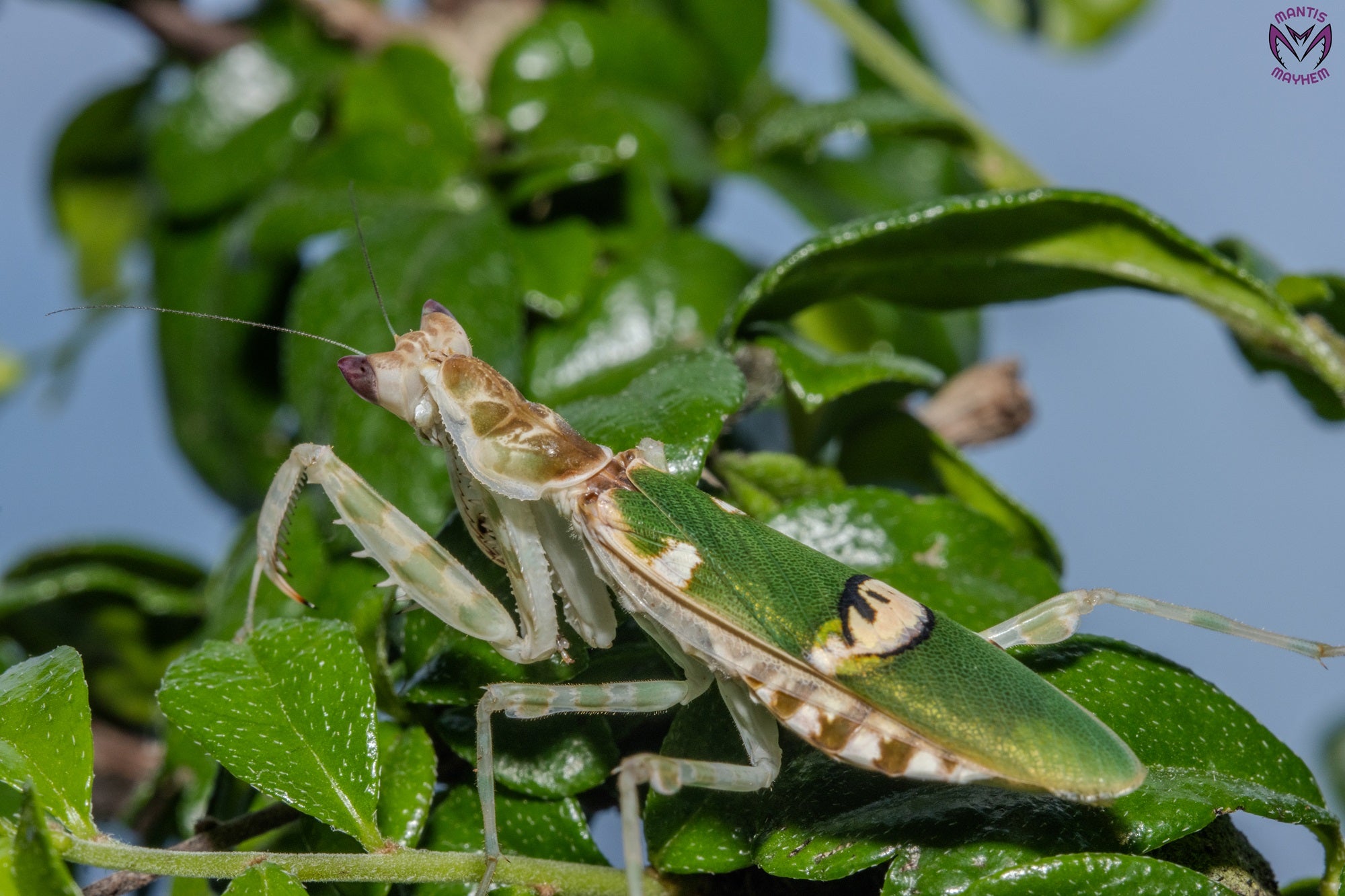 Creobroter urbanus - Malaysian Flower Mantis