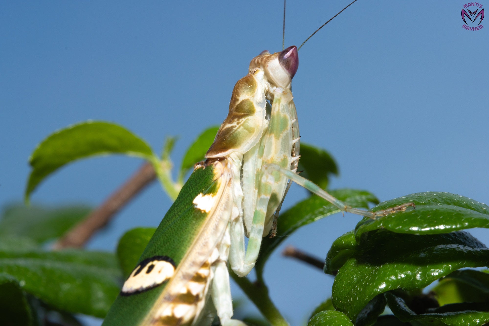 Creobroter urbanus - Malaysian Flower Mantis