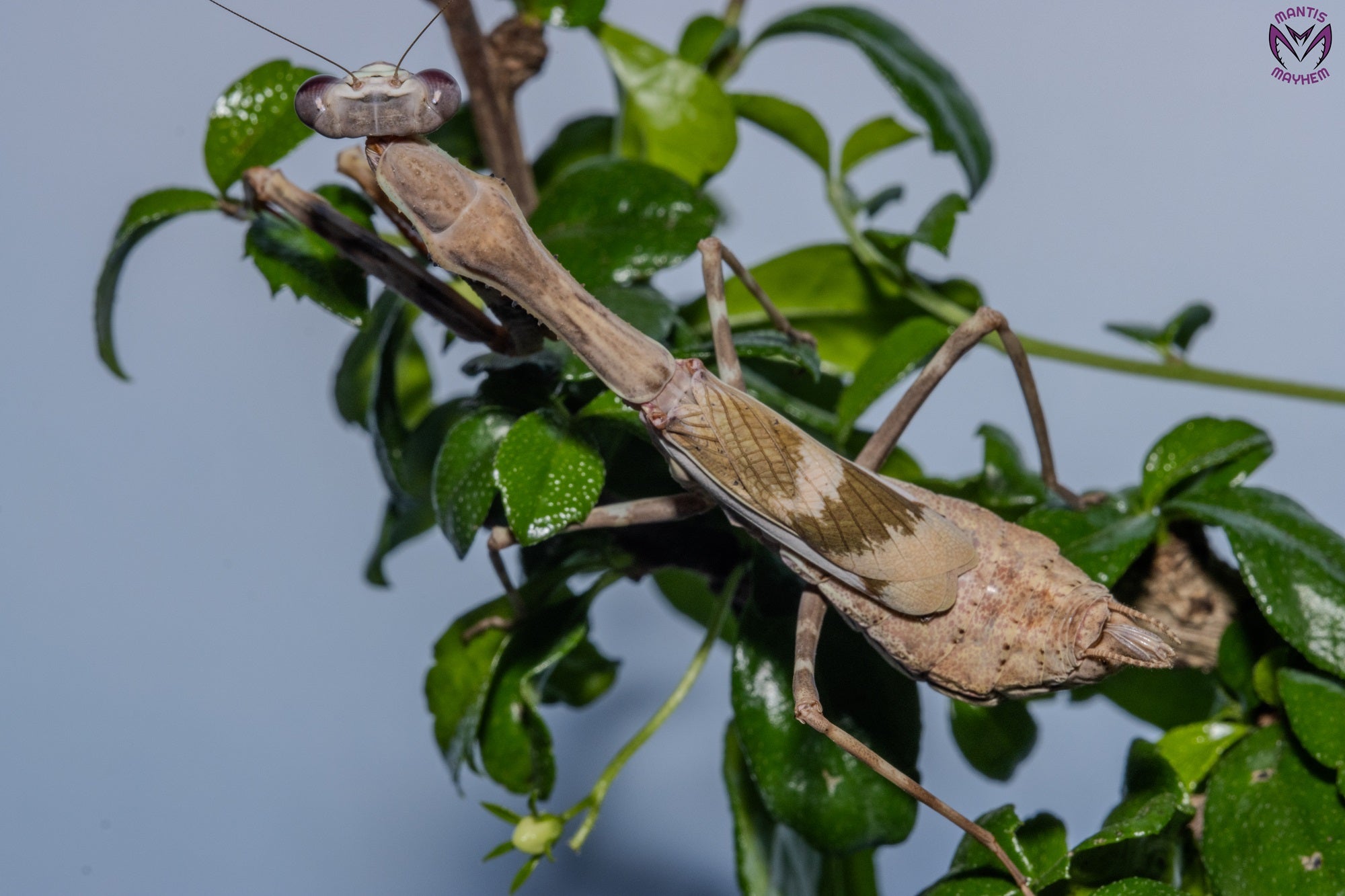 Parasphendale affinis - Budwing mantis