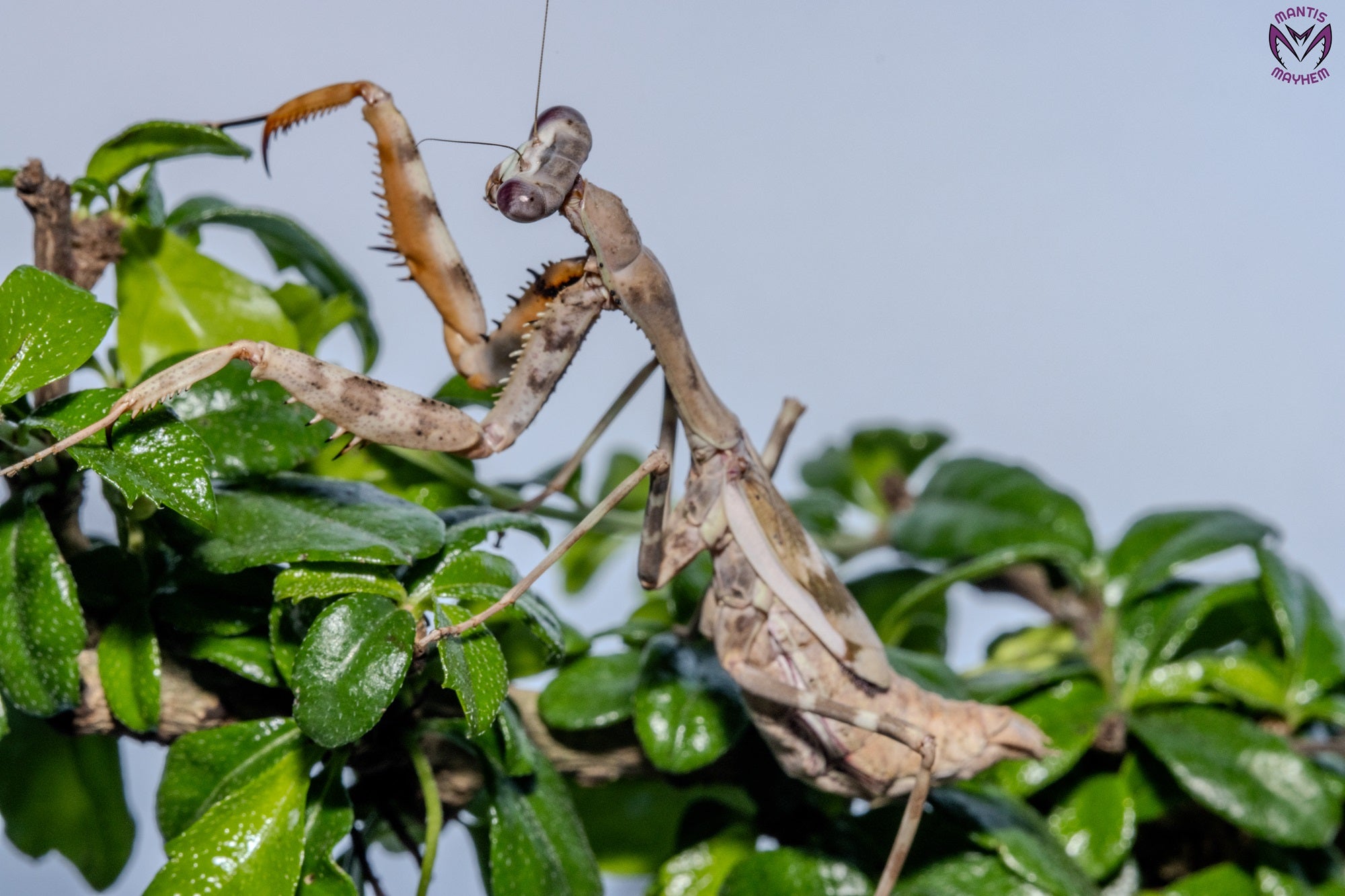 Parasphendale affinis - Budwing mantis