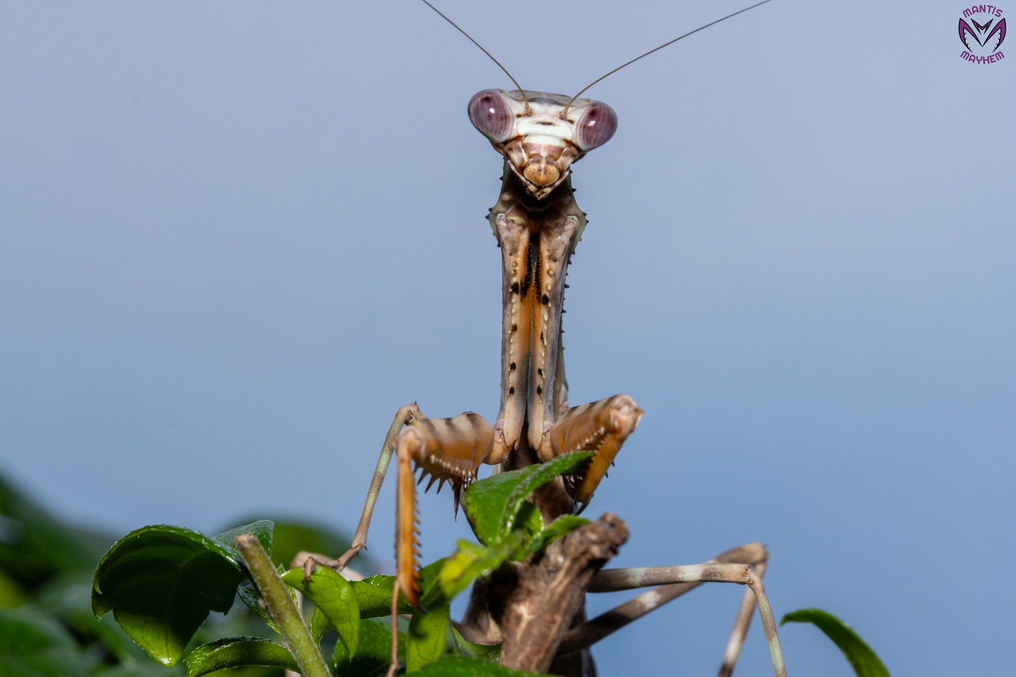Parasphendale affinis - Budwing mantis