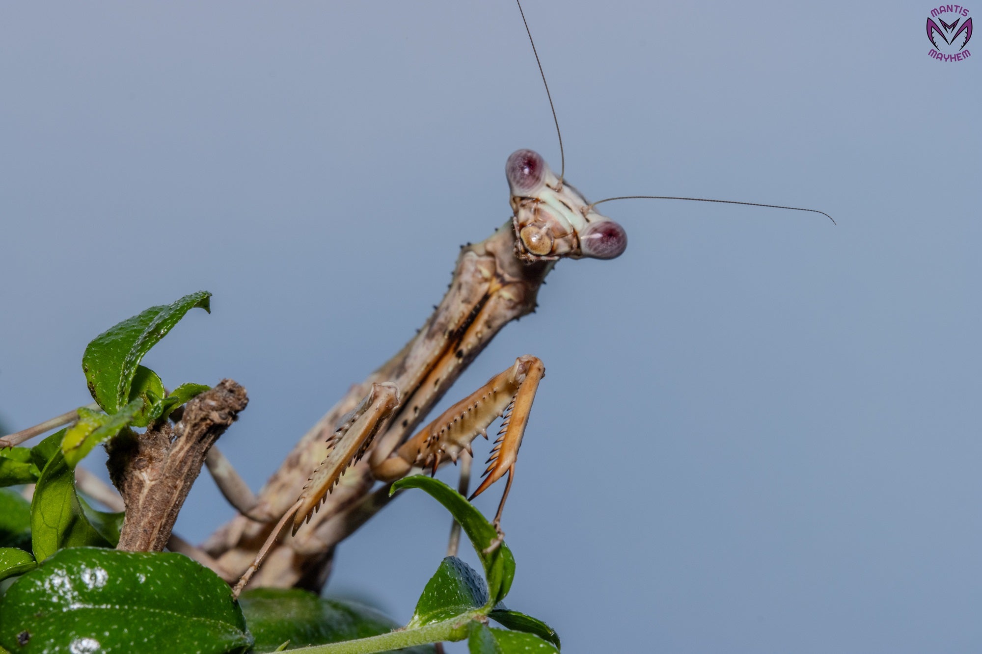 Parasphendale affinis - Budwing mantis