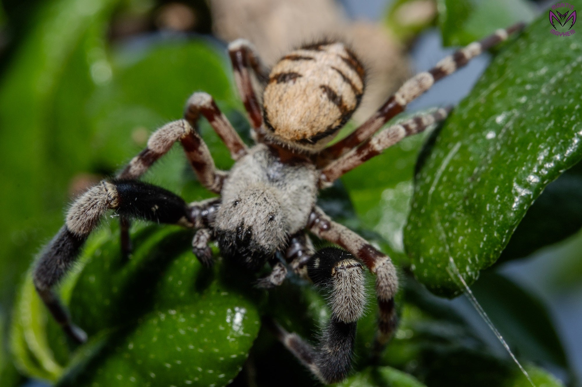 Stegodyphus dufouri - ladybird sling 5mm+