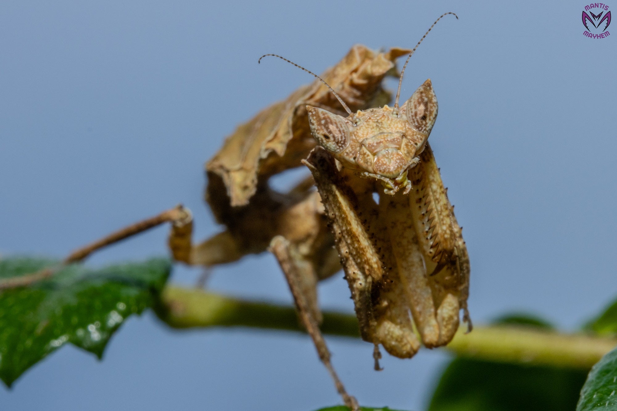 Acanthrops falcata - south American boxer mantis