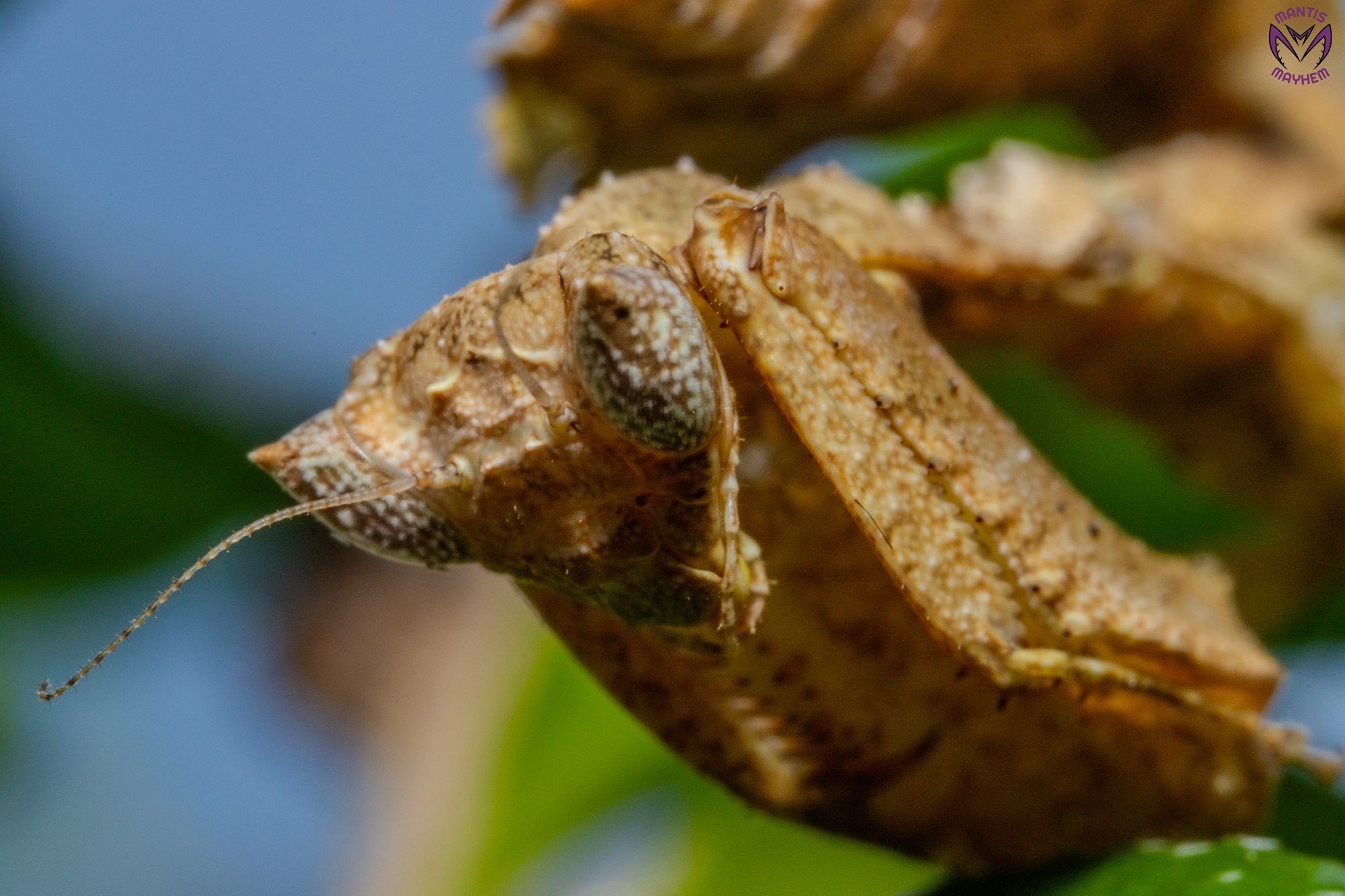 Acanthrops falcata - south American boxer mantis