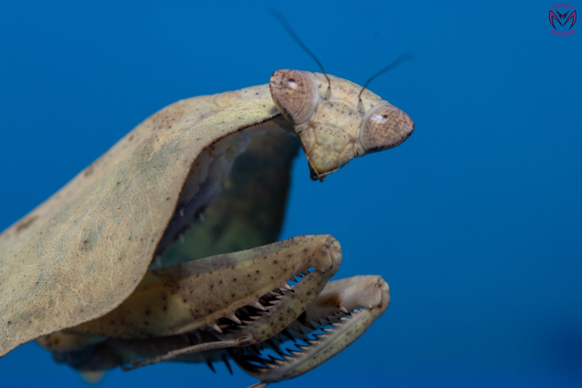 Deroplatys gorochovi - Vietnamese dead leaf