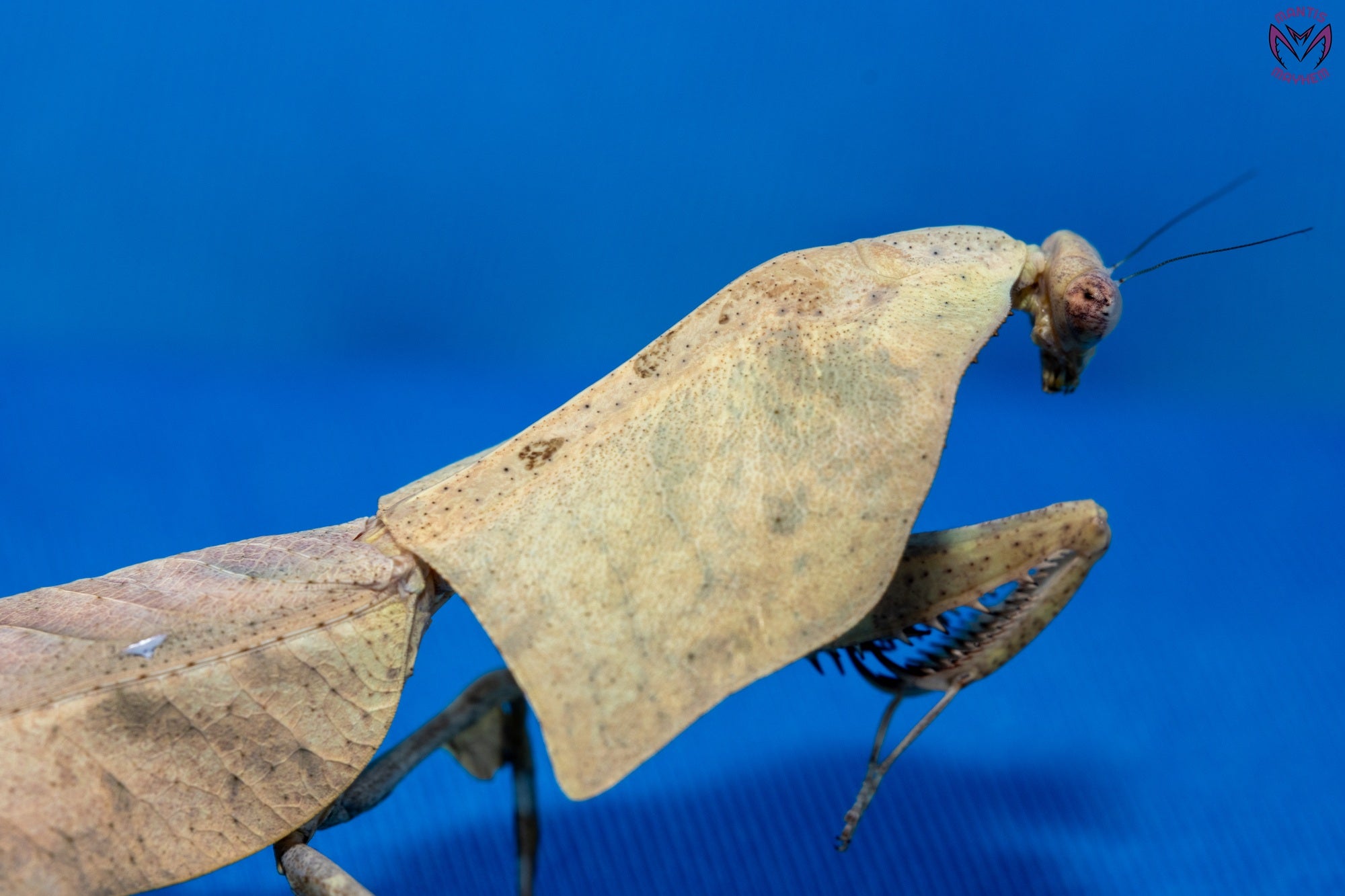 Deroplatys gorochovi - Vietnamese dead leaf