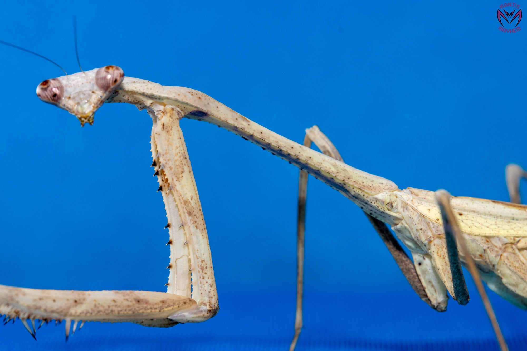 Pseudempusa pinnapavonis - Peacock mantis