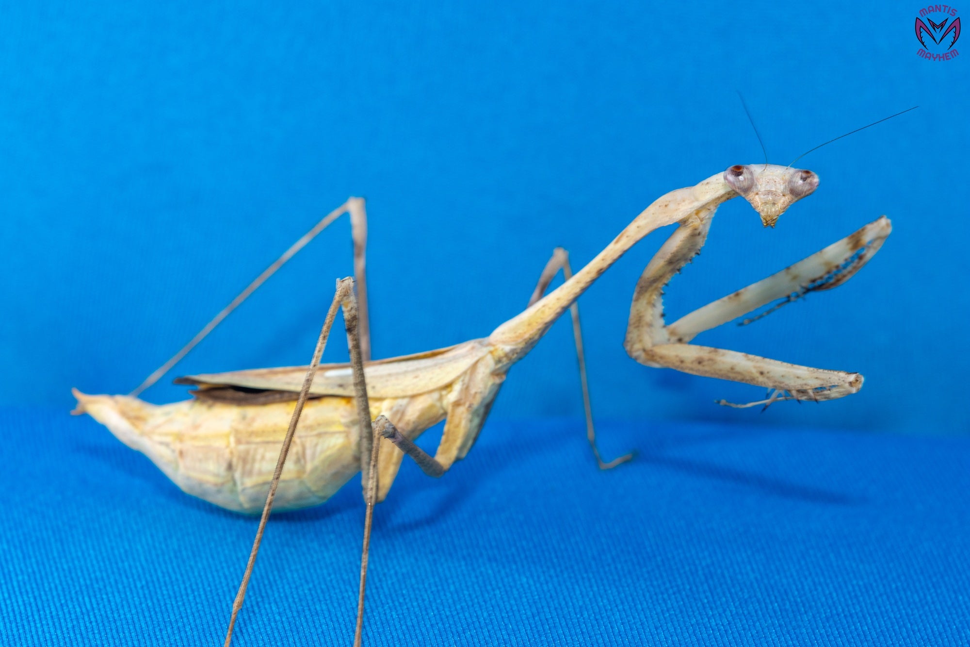 Pseudempusa pinnapavonis - Peacock mantis