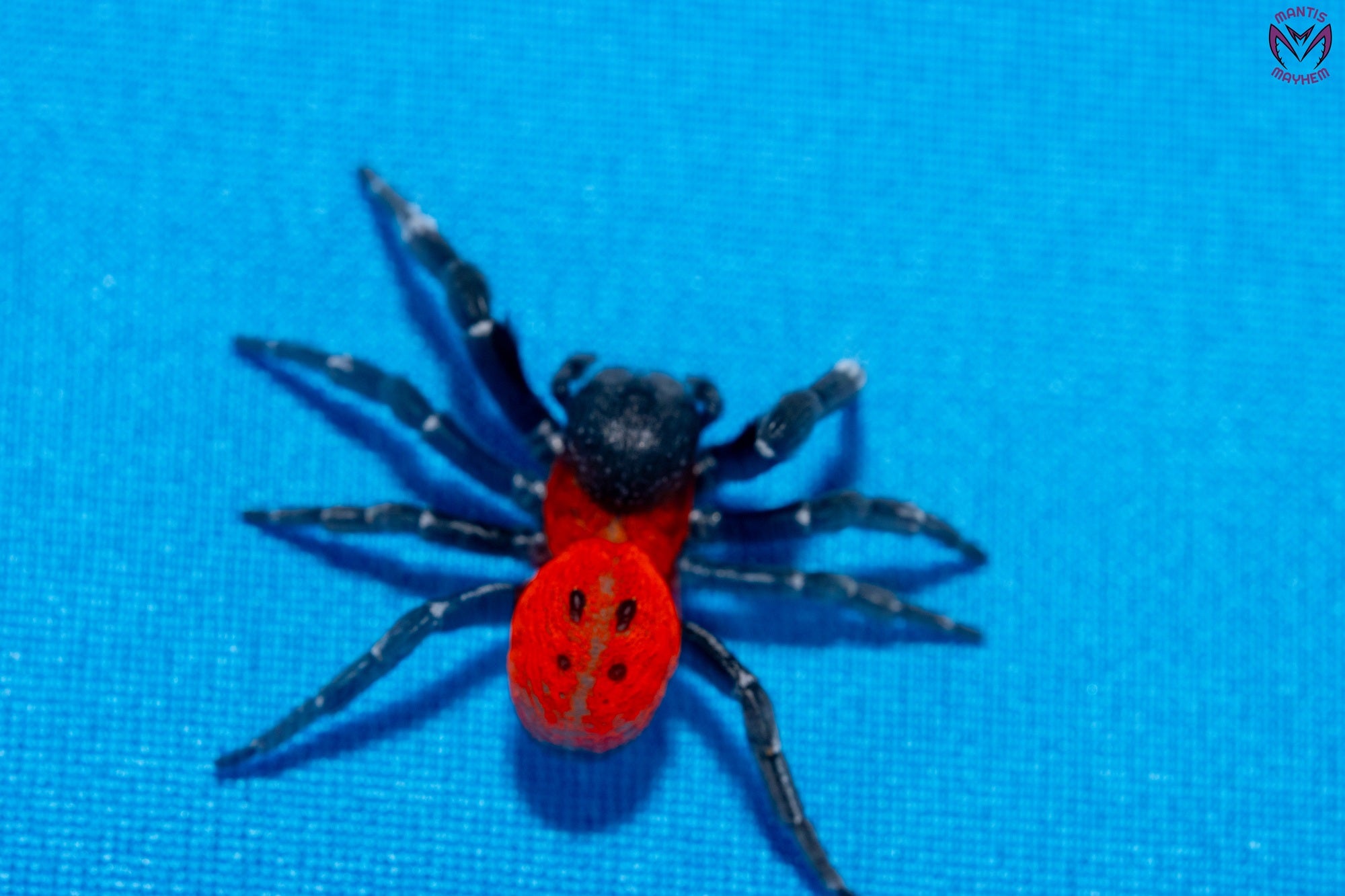 Orange-ring ladybird spider, Eresus walckenaeri