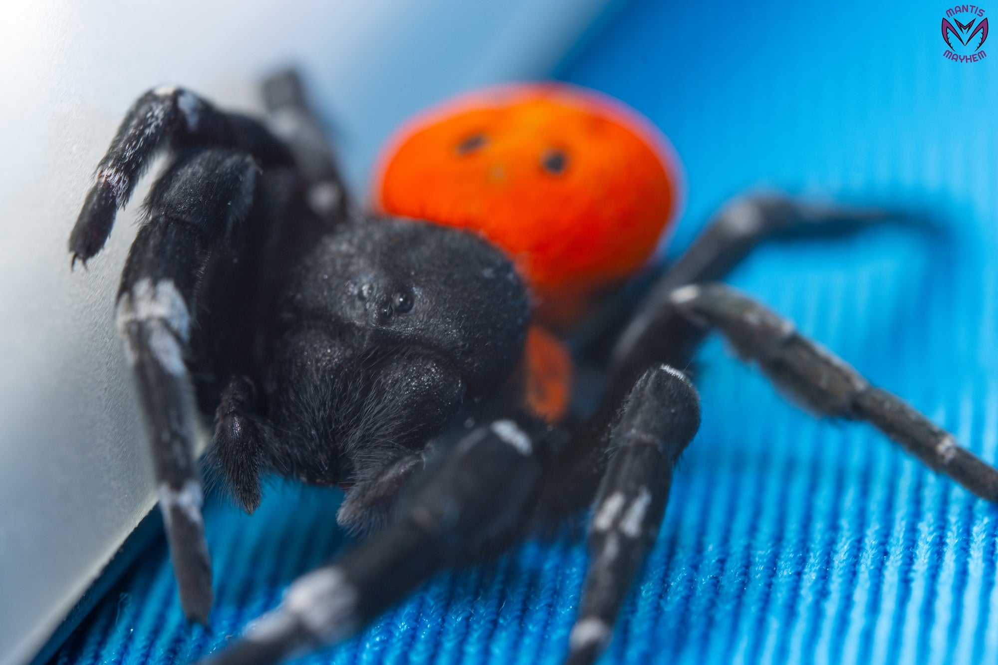 Orange-ring ladybird spider, Eresus walckenaeri