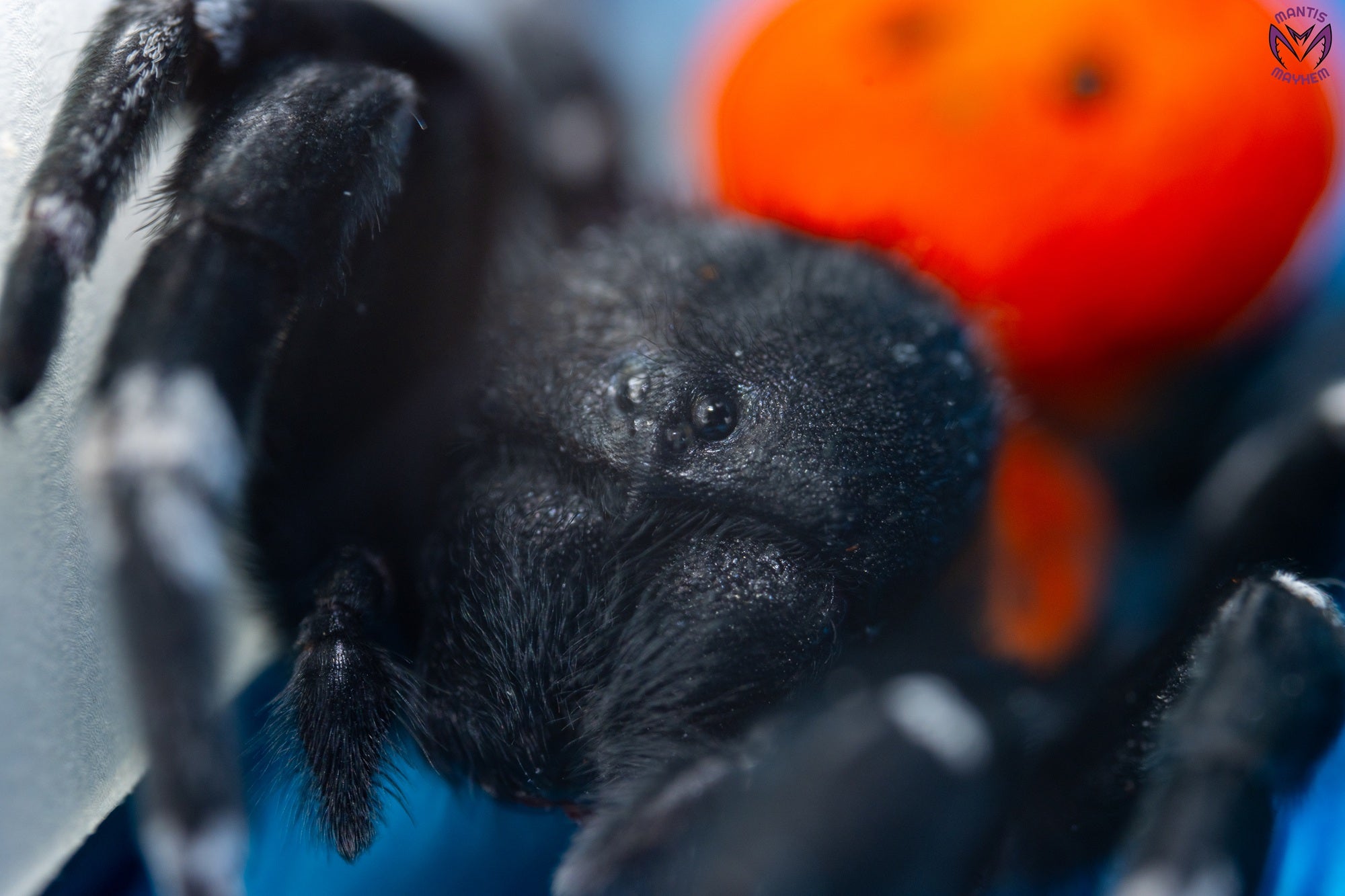 Orange-ring ladybird spider, Eresus walckenaeri