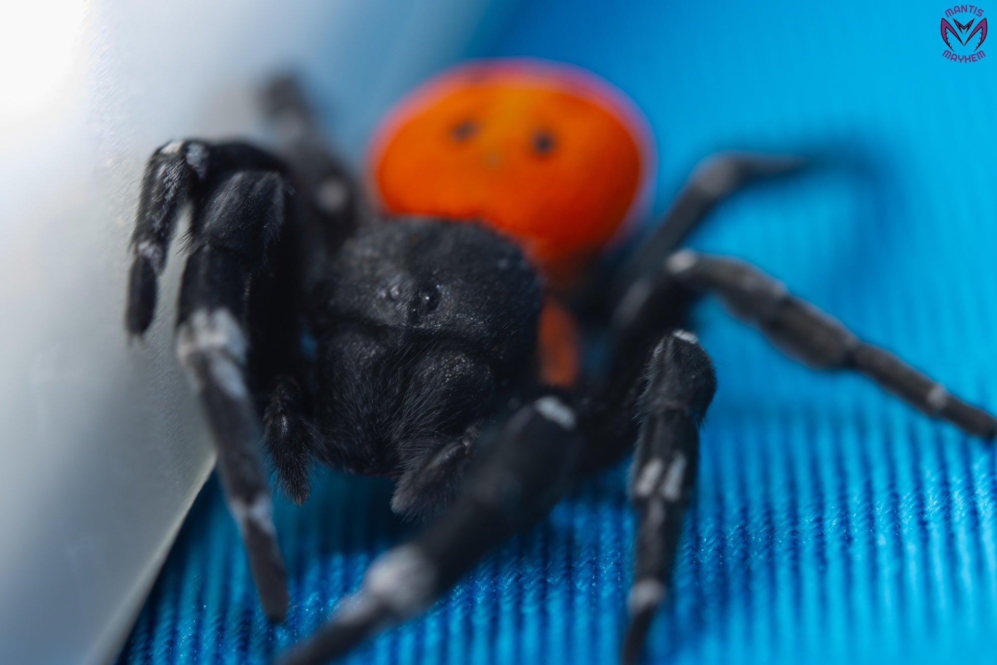 Orange-ring ladybird spider, Eresus walckenaeri