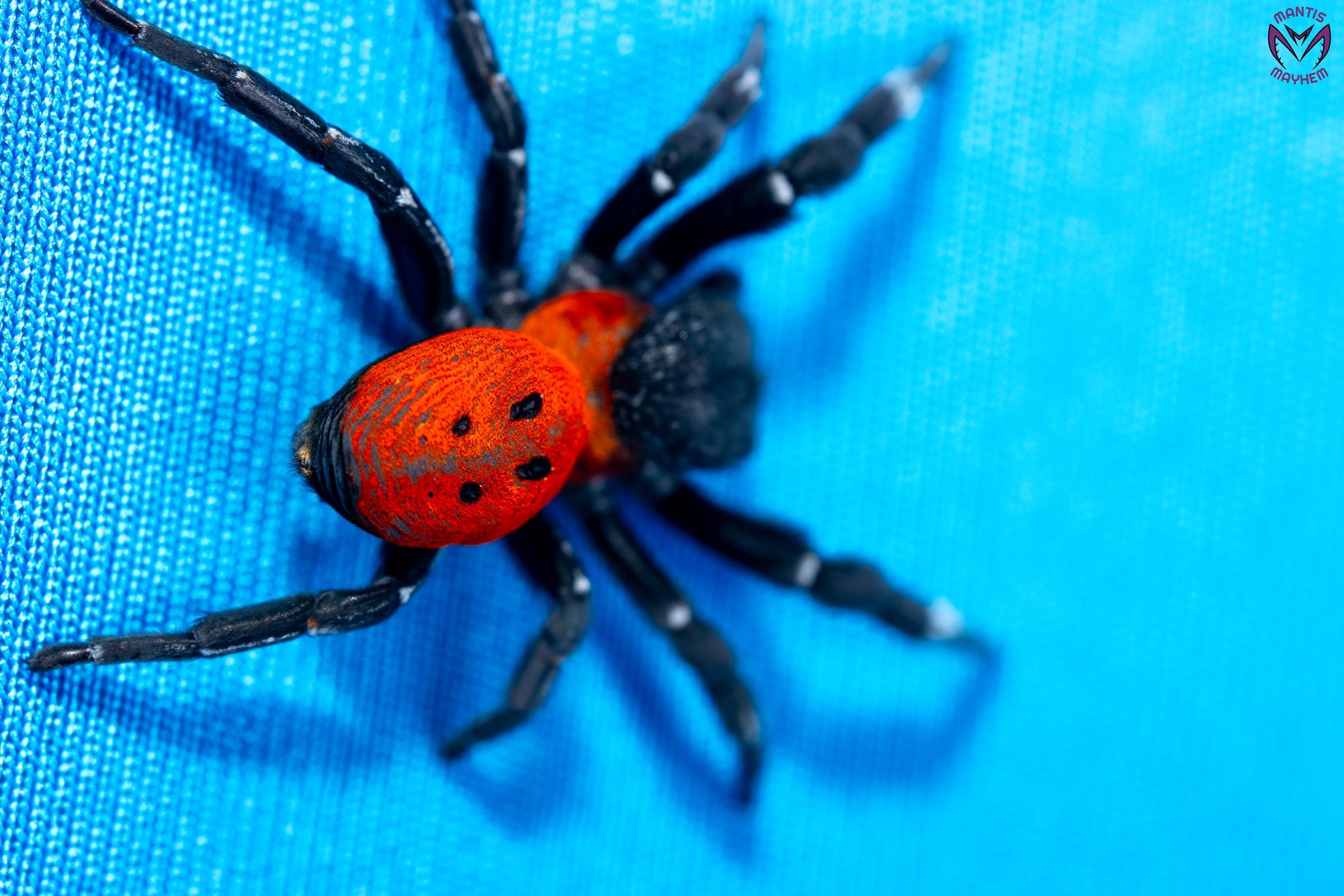 Orange-ring ladybird spider, Eresus walckenaeri