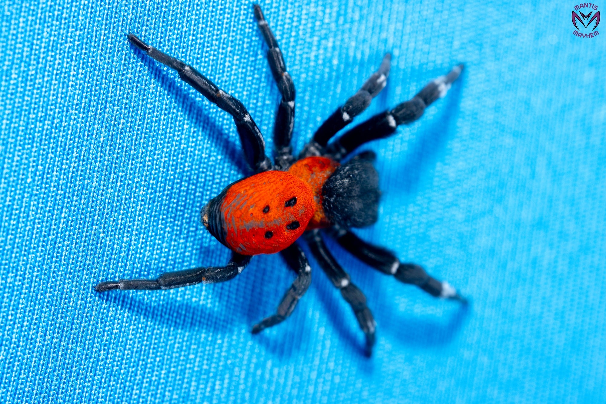 Orange-ring ladybird spider, Eresus walckenaeri