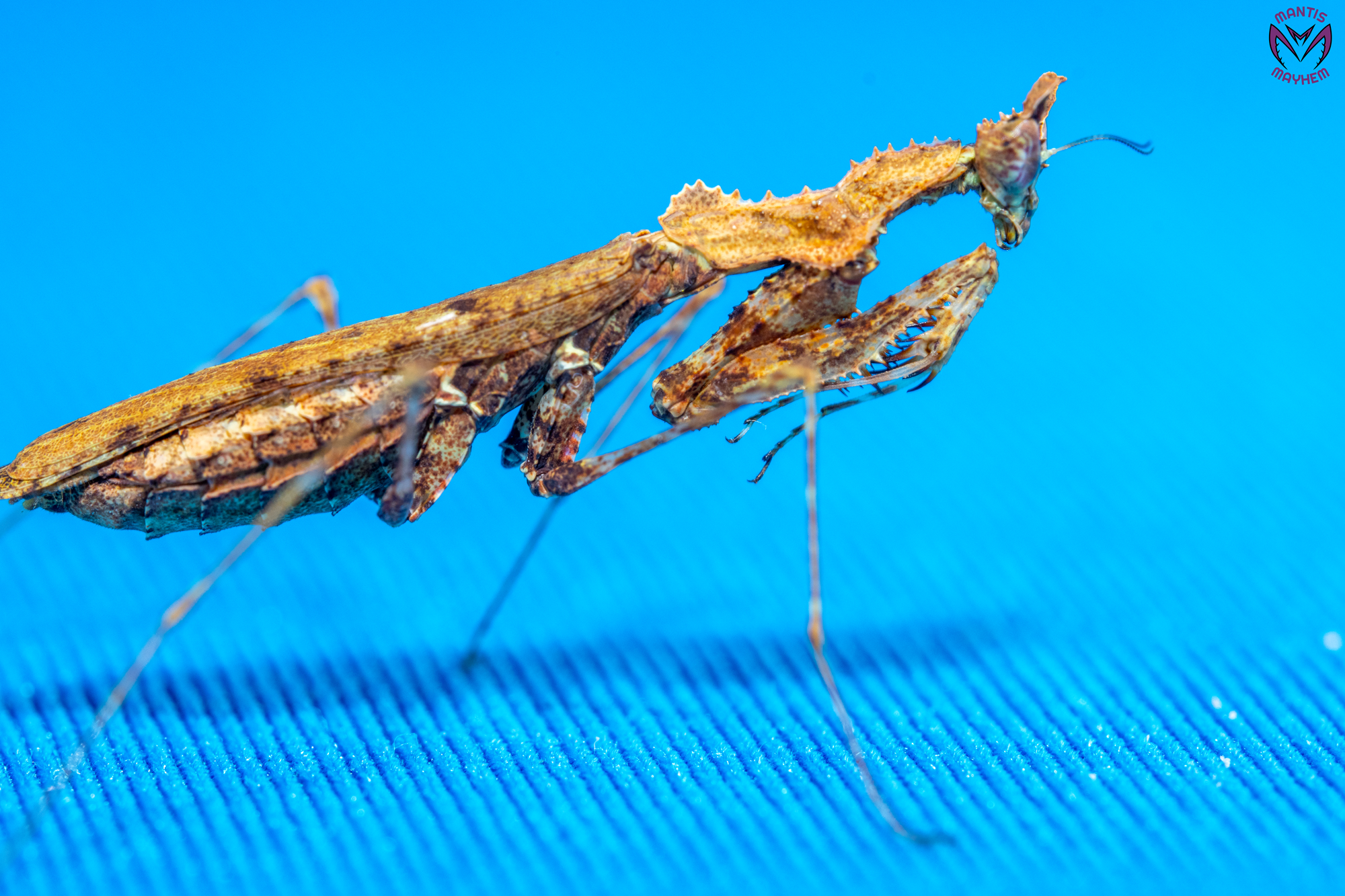 Captive-bred Haania vitalisi praying mantis for sale in the UK – Southeast Asian species with moss-like camouflage, perfect for exotic insect keepers and collectors. Bred at Mantis Mayhem.