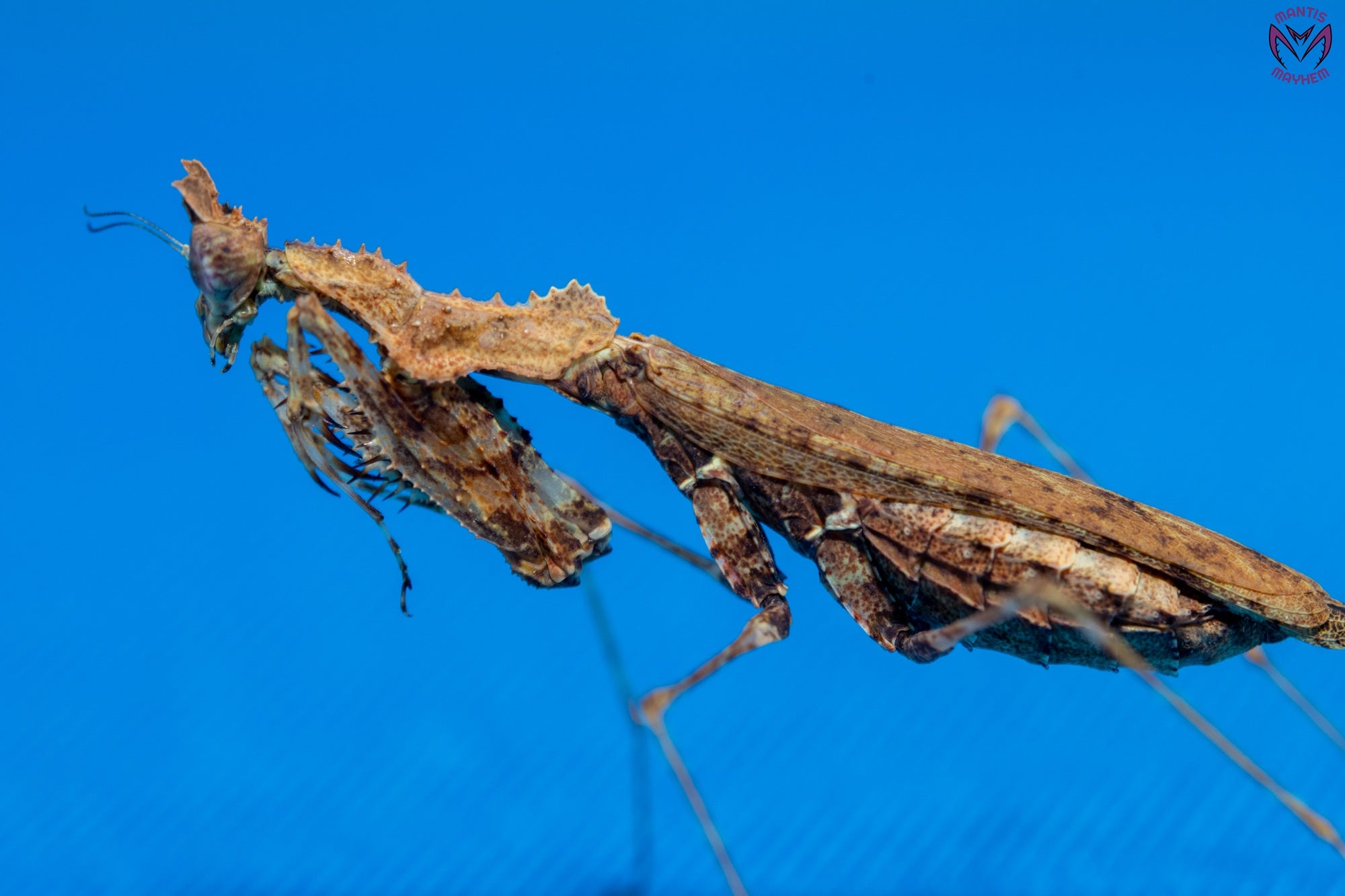Captive-bred Haania vitalisi praying mantis for sale in the UK – Southeast Asian species with moss-like camouflage, perfect for exotic insect keepers and collectors. Bred at Mantis Mayhem.
