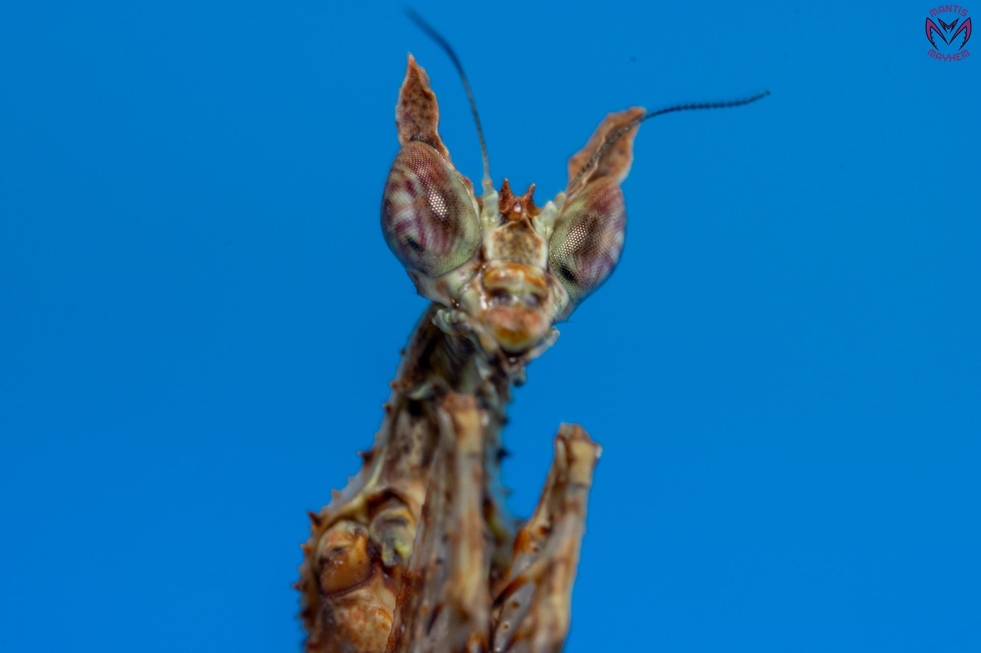 Captive-bred Haania vitalisi praying mantis for sale in the UK โ Southeast Asian species with moss-like camouflage, perfect for exotic insect keepers and collectors. Bred at Mantis Mayhem.