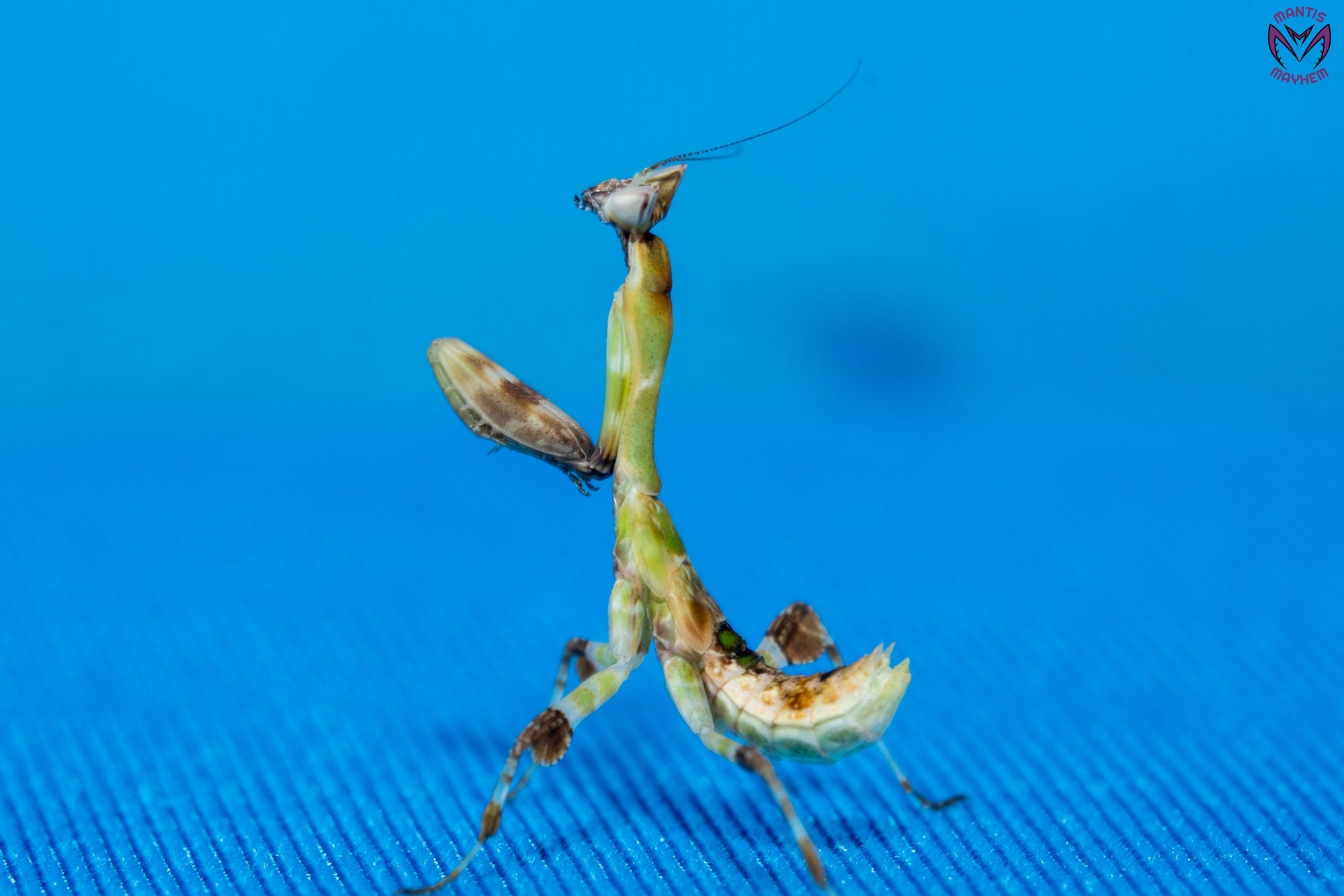 Galinthias amoena - African flower mantis