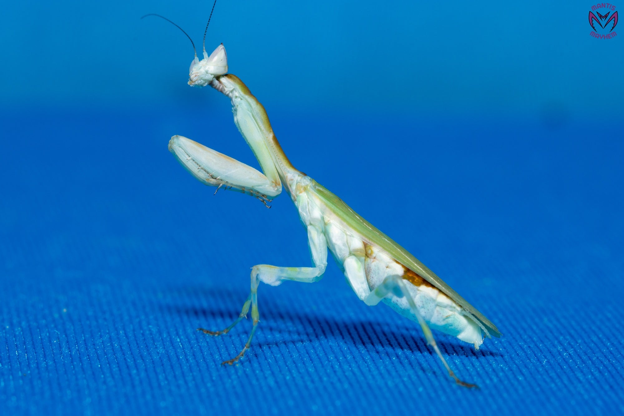 Galinthias amoena - African flower mantis
