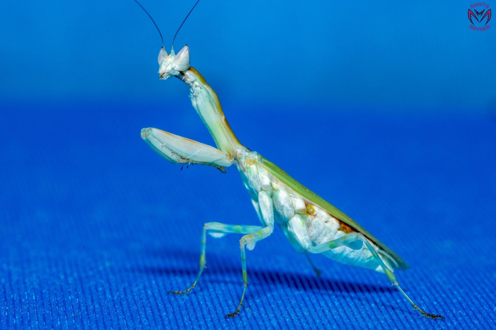 Galinthias amoena - African flower mantis