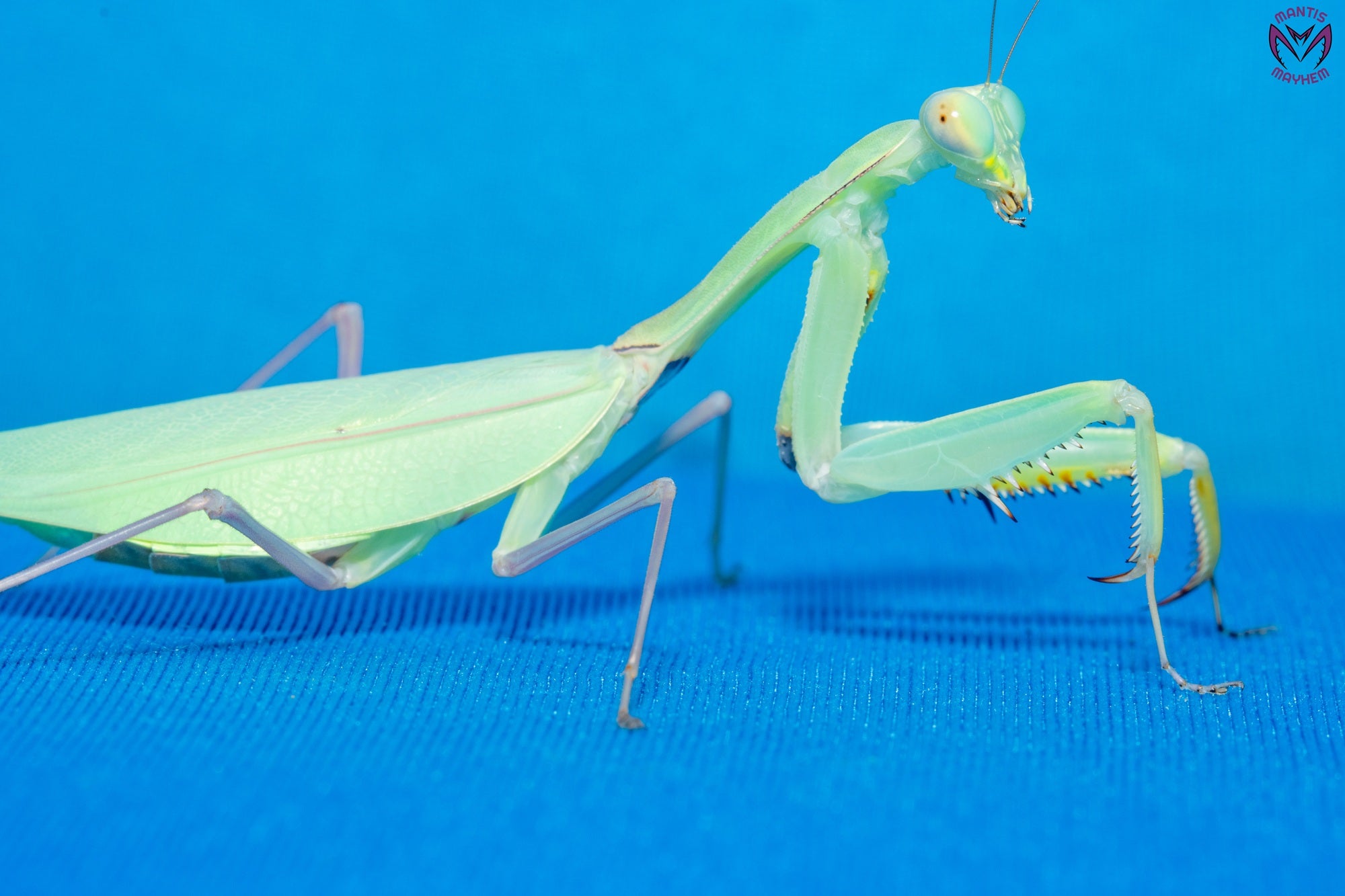 Hierodula sp Sulawesi - yellow belly mantis
