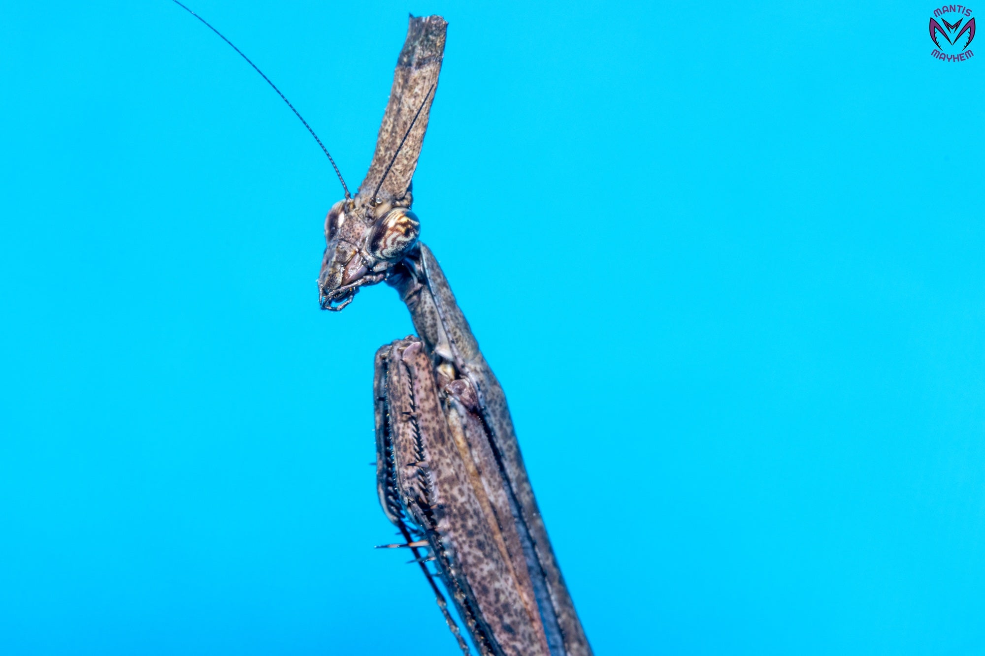 Phyllothelys breve - Giant ghost mantis