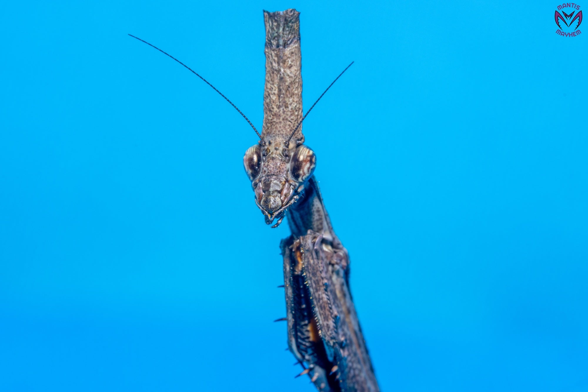Phyllothelys breve - Giant ghost mantis
