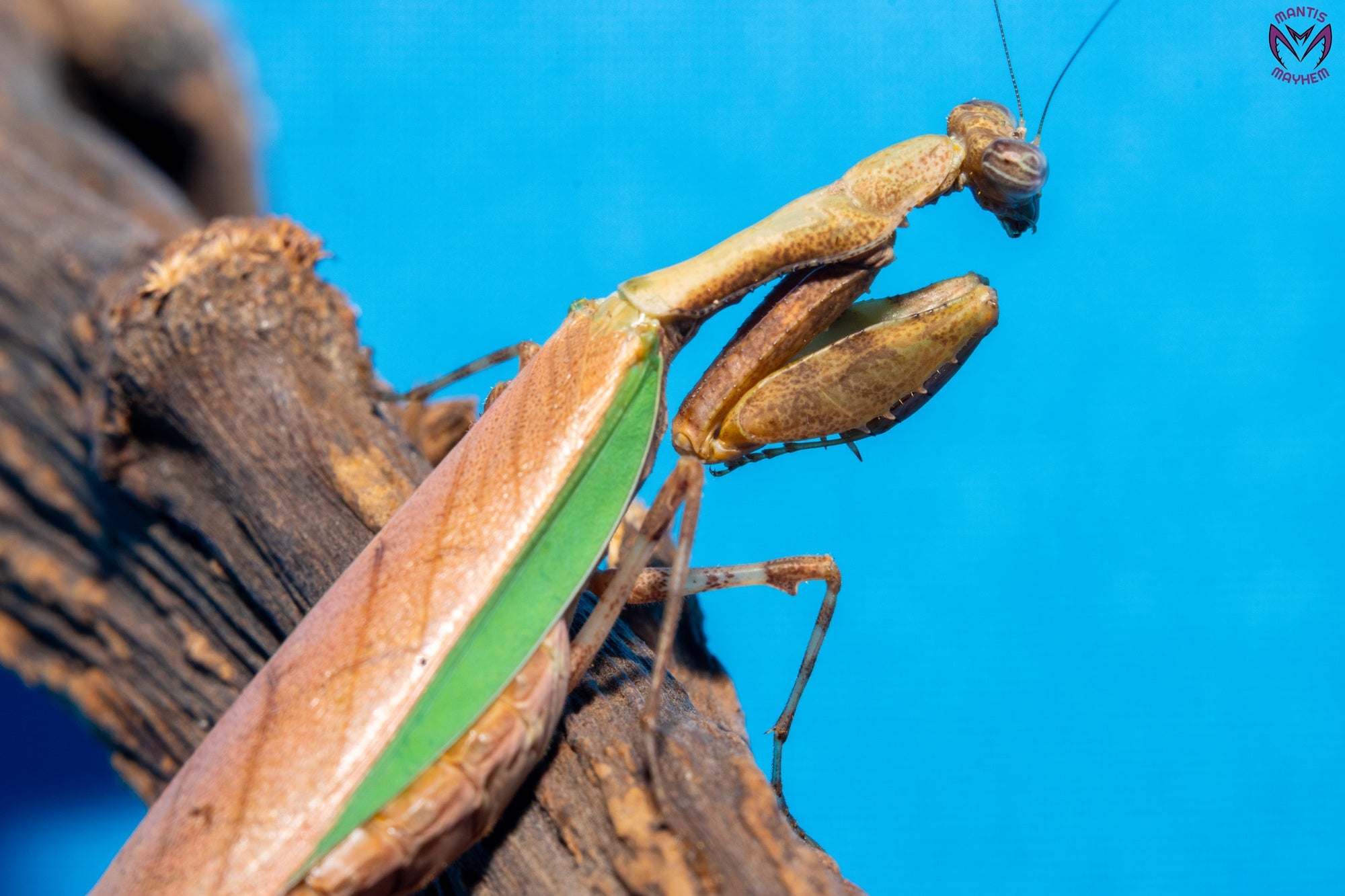 Acromantis hainana - Hainan boxer mantis