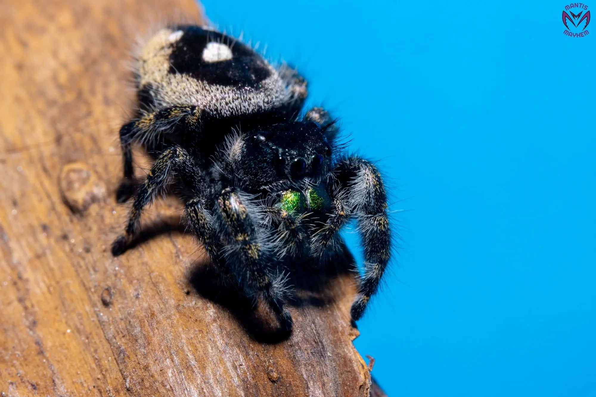 Mantis meets the bold jumping spider.