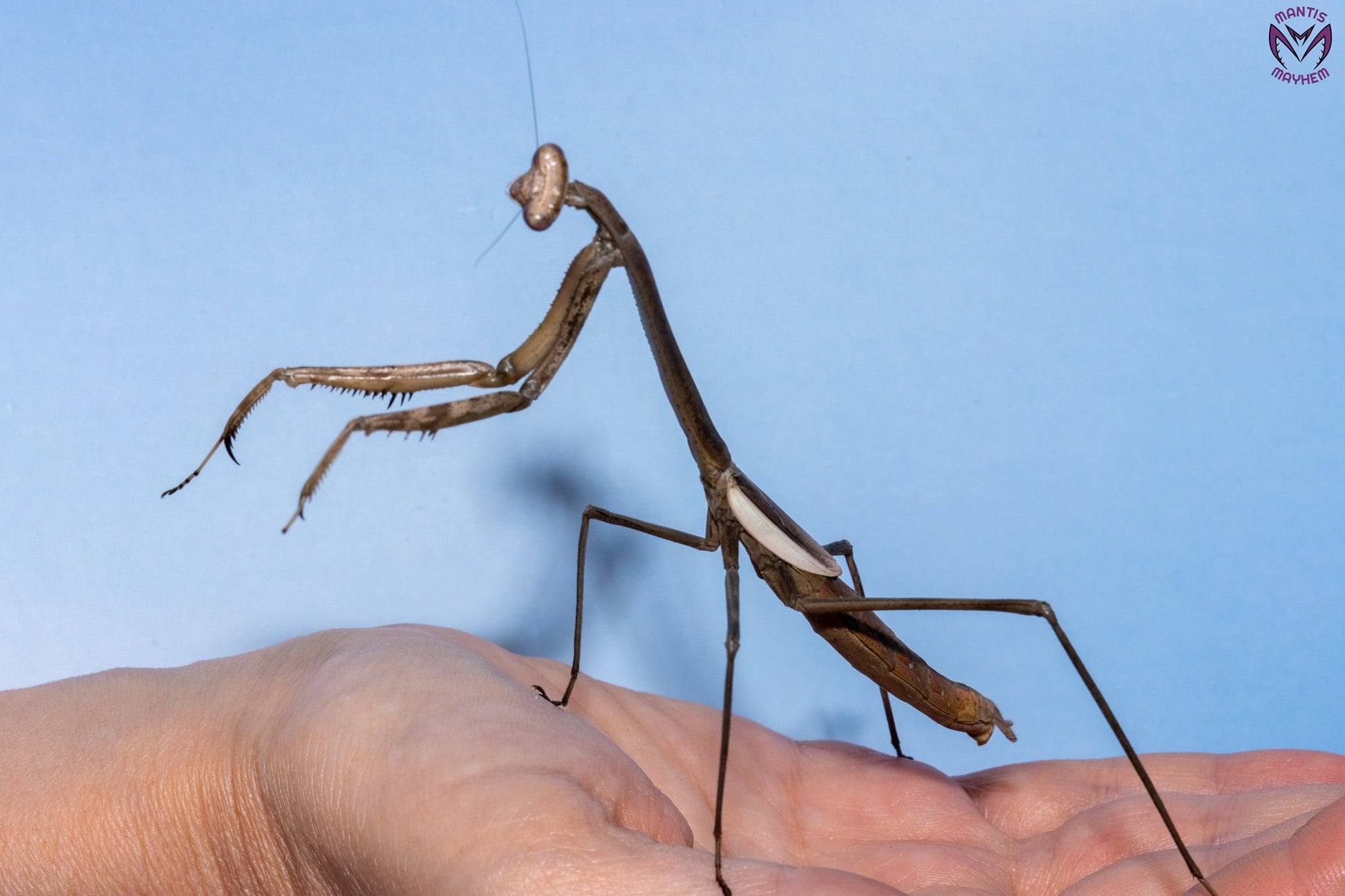 Phasmomantis sumichrasti - Giant Mexican mantis