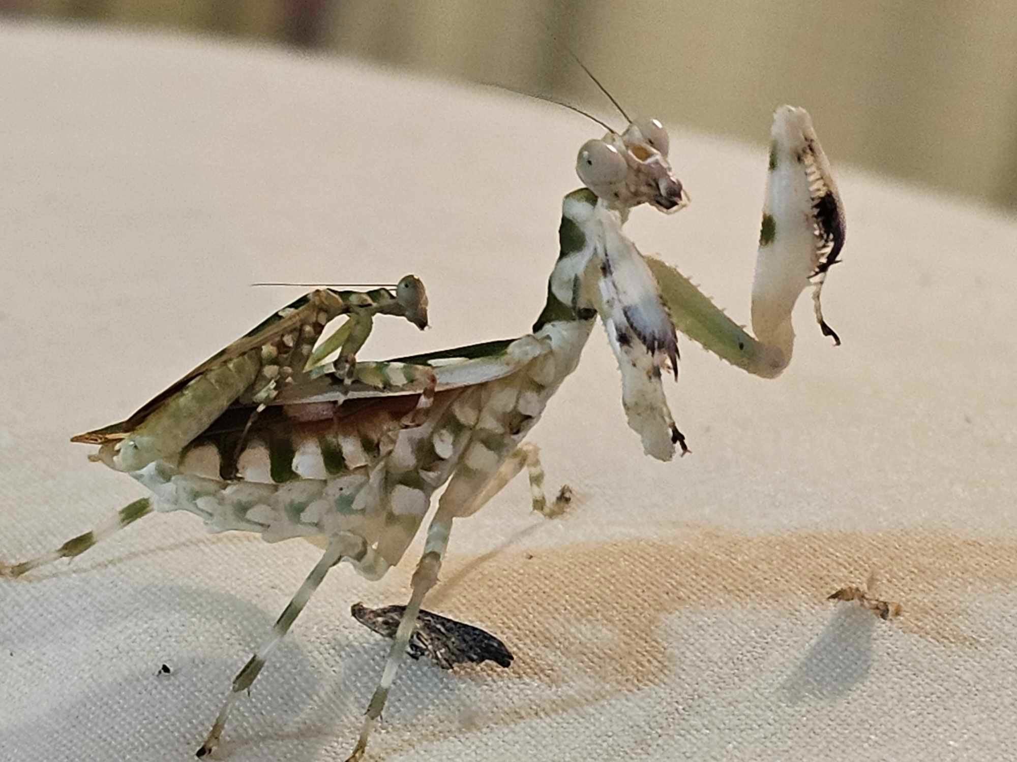 Theopropus elegans - Banded flower mantis