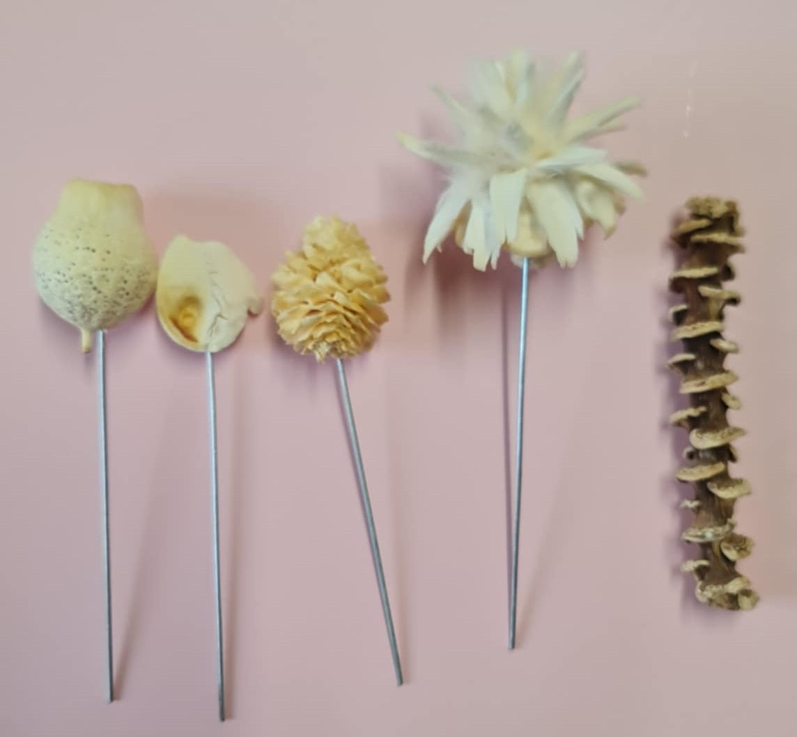 Mini Natural Dried Assortment 10-13cm