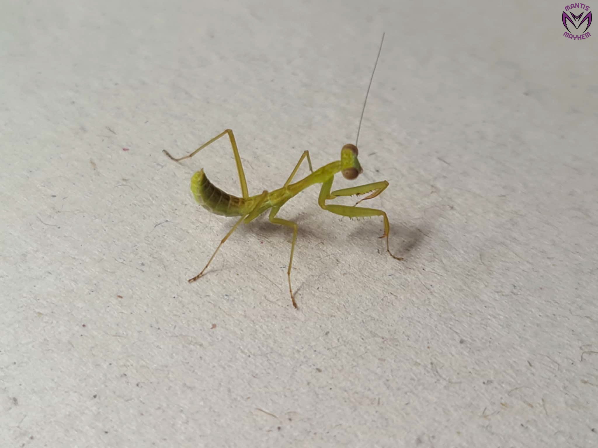 Hierodula obtusata - Giant Indonesian Mantis