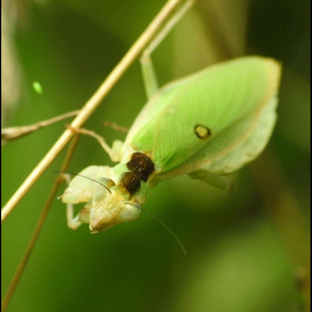 Chloroharpax modesta - Nigerian flower mantis