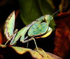 Cilnia humeralis - wide-armed mantis