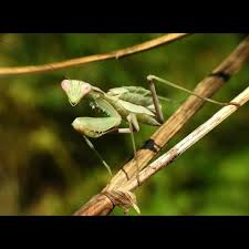 Sphodromantis viridis - Giant African mantis