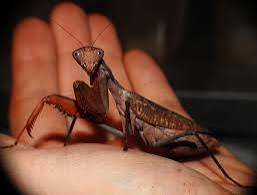 Sphodromantis viridis - Giant African mantis