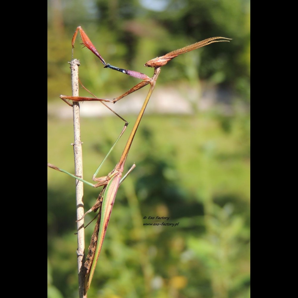 Idolomorpha lateralis - Alien head mantis