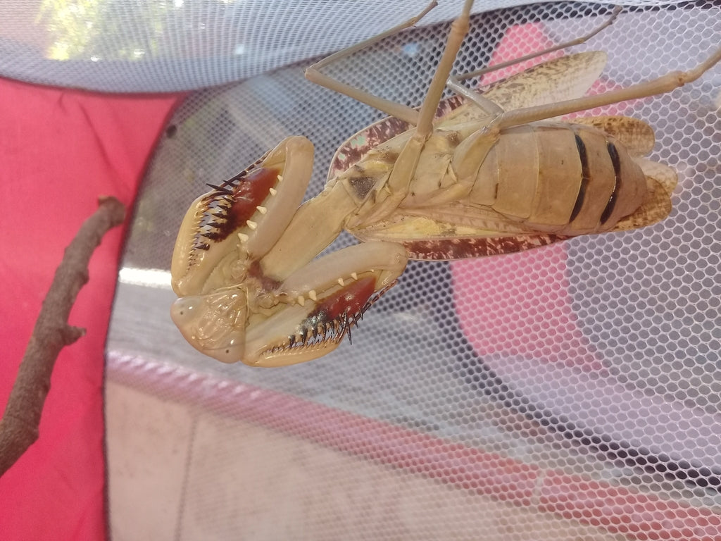 Hierodula timorensis - Timor giant mantis