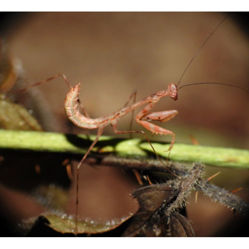 Miomantis aurea