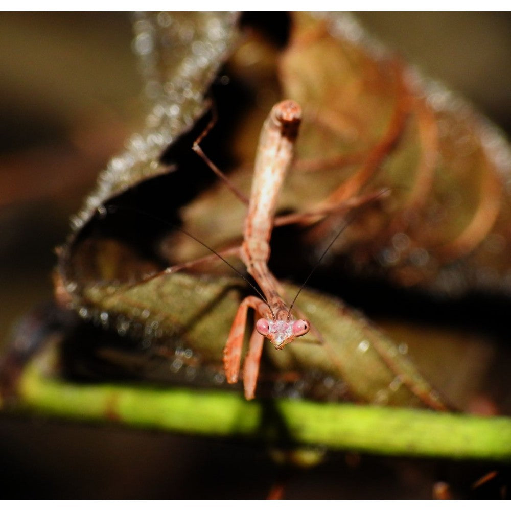 Miomantis aurea