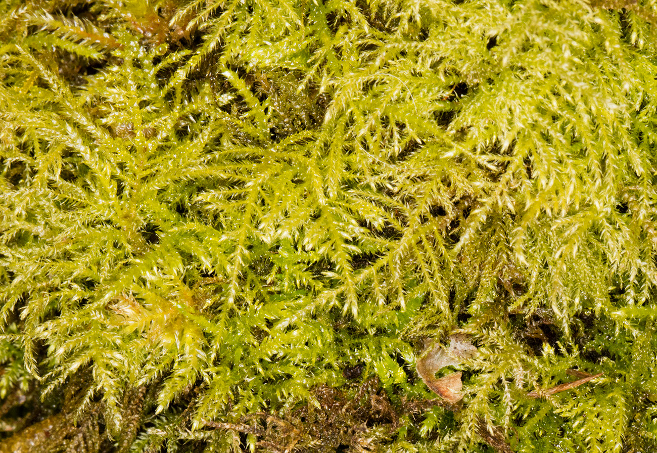 Feather Moss - 50g