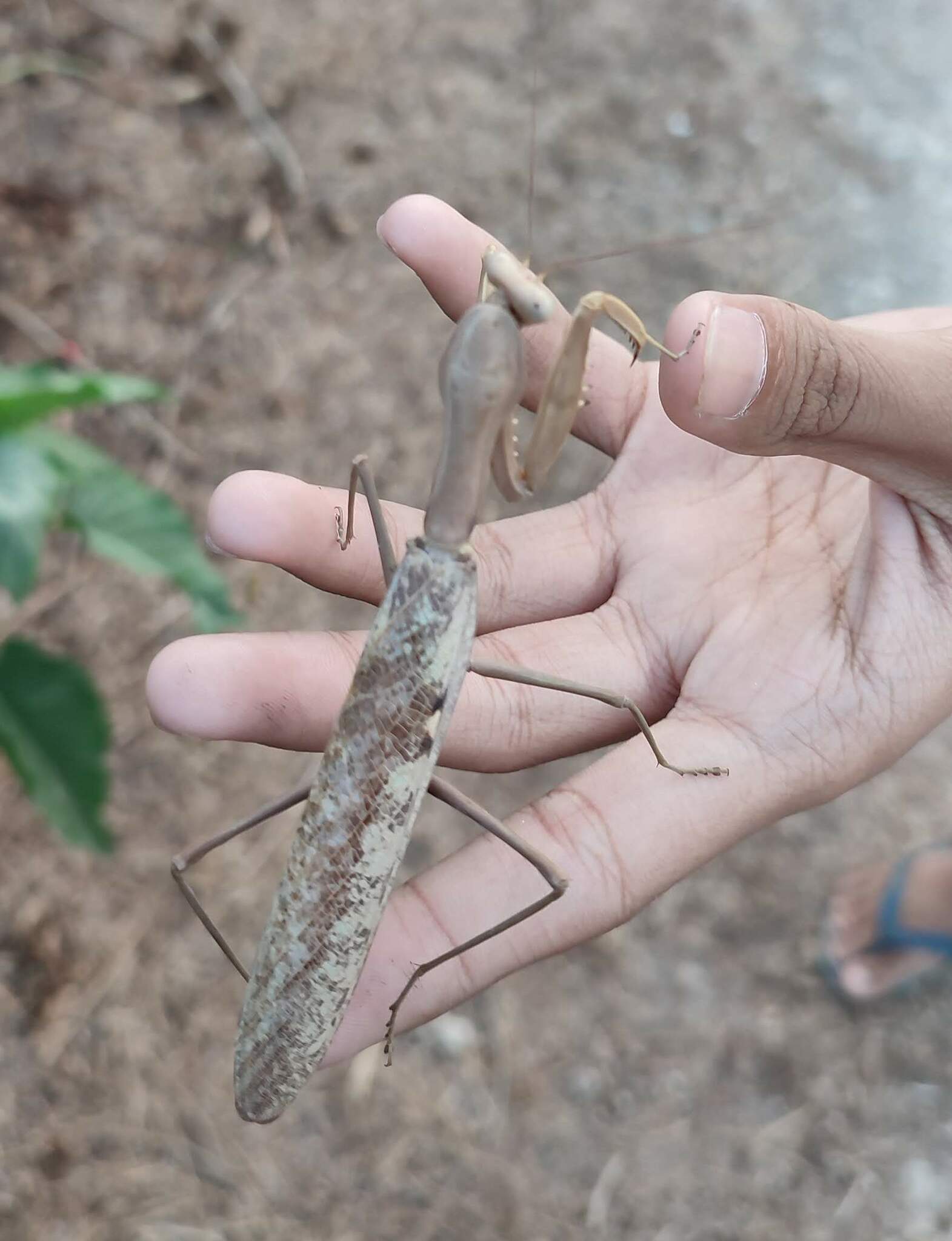 Hierodula timorensis - Timor giant mantis